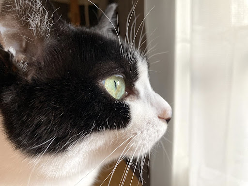 横を見ている白黒猫