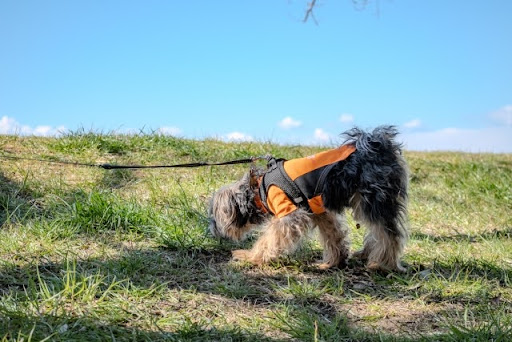 地面の匂いを嗅いでいるヨークシャーテリア