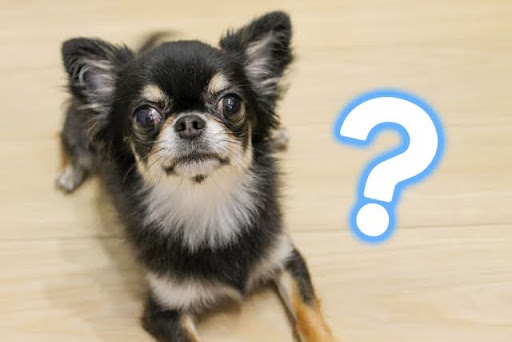 ？マークのチワワ