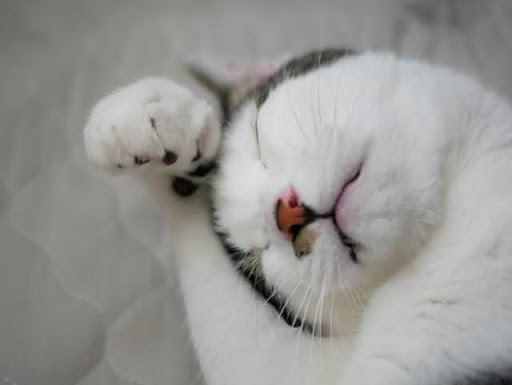 耳を毛繕いしている猫