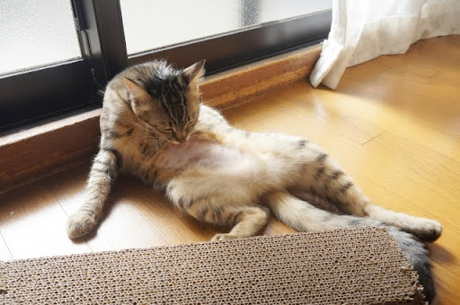 お腹を舐めている猫