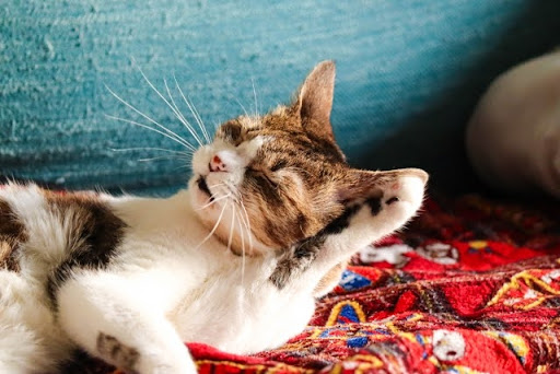 眠そうな顔をしている猫