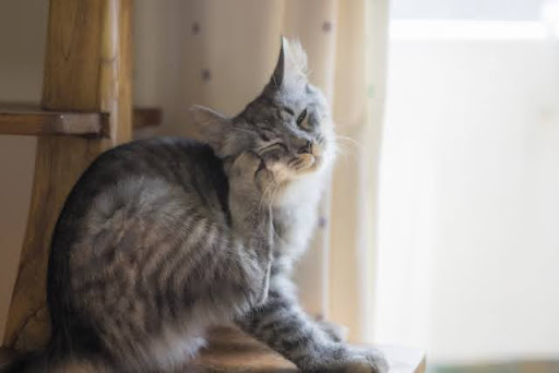 耳をかいている猫