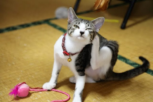 耳をかいている猫