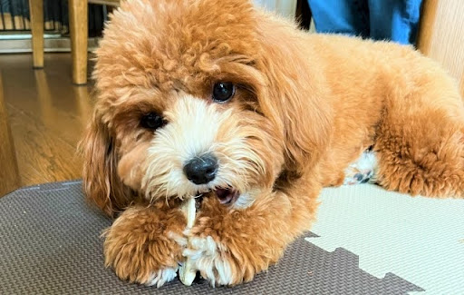 おやつをかじるトイプードル