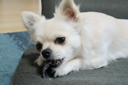 おもちゃをかじるチワワ