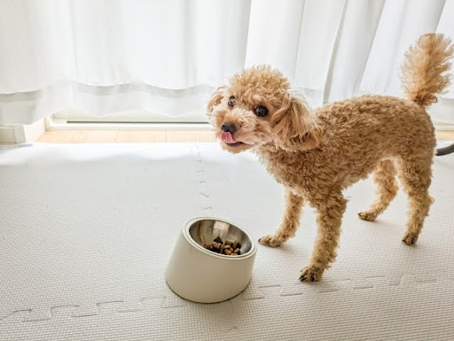 ご飯を食べているトイプードル