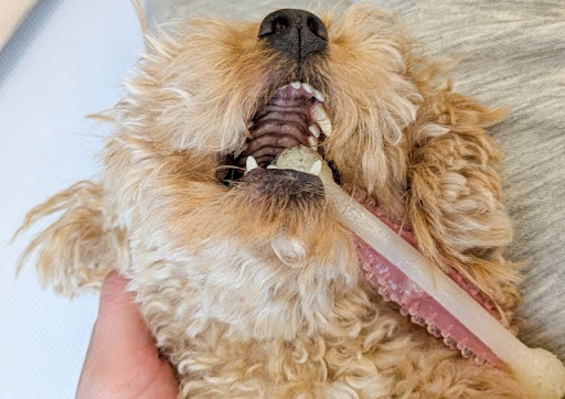 歯磨きガムを噛んでいるトイプードル