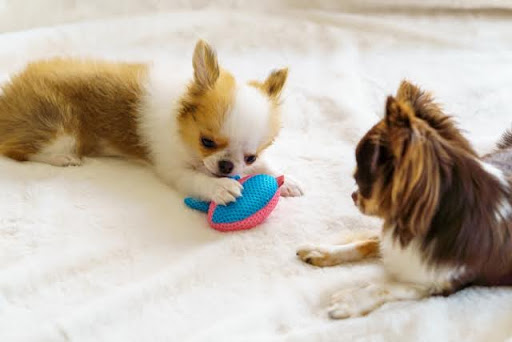 おもちゃを噛んでいるチワワ