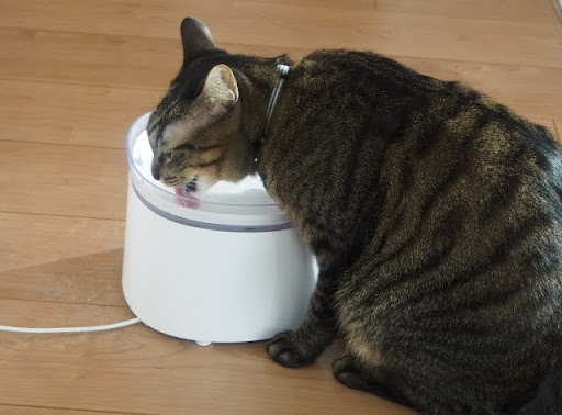 水を飲む猫