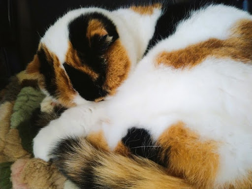 顔を隠している三毛猫