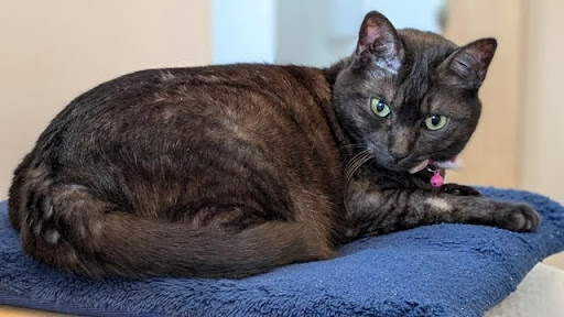 座布団に座っている黒猫