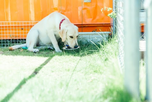 ご飯を食べるラブラドールレトリーバー