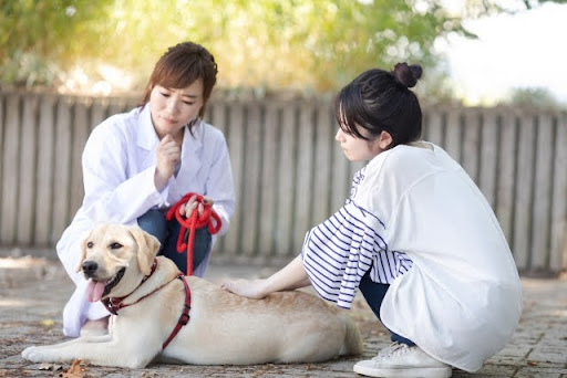 ラブラドールを散歩中に診察する獣医師