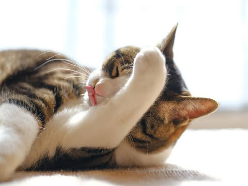 毛繕いをするキジトラ猫