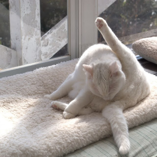 股を毛繕いする白猫