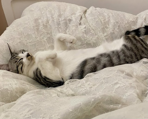 仰向けで寝ているキジトラ猫