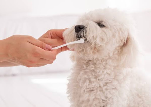 歯磨きされる白いトイプードル
