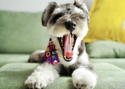 あくびしているミニチュアシュナウザー