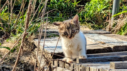 道にいるキジトラの子猫