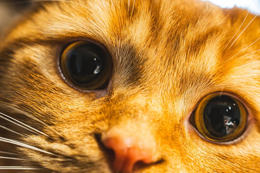 アップの茶トラ猫