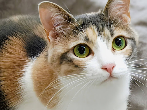 美人のパステルカラーの三毛猫