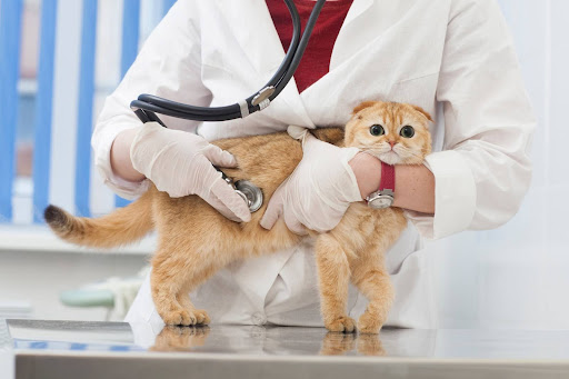 聴診をされているスコティッシュフォールド