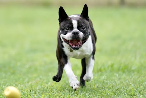 走っているボストンテリア