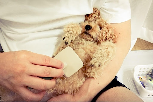 ブラッシングされるトイプードル