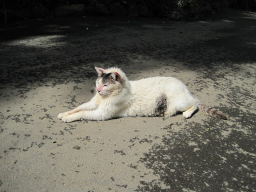 砂場で座っている白猫