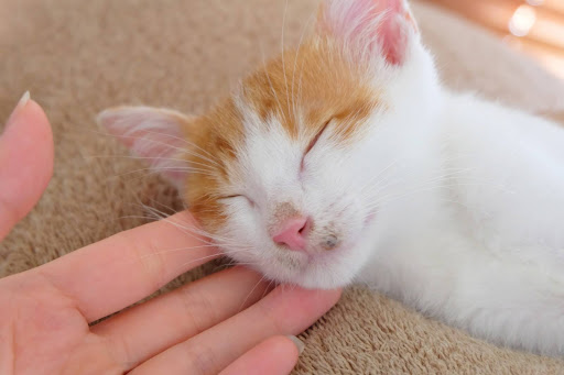 人間の手のひらの上で寝る茶白の猫