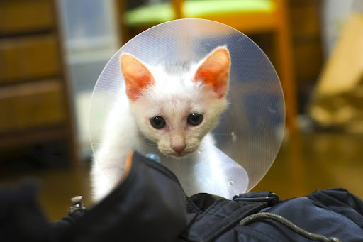 カラーしている白猫