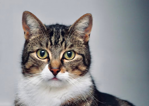 こちらを見ているキジトラ白猫