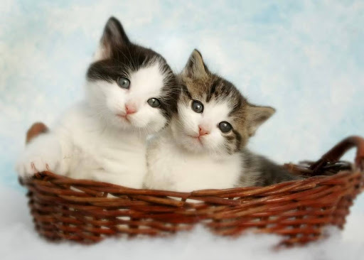 カゴに入っているハチワレの子猫2匹