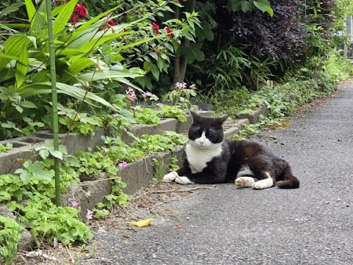道端にいる白黒猫