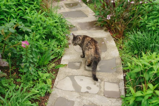 道を歩いているキジトラ猫