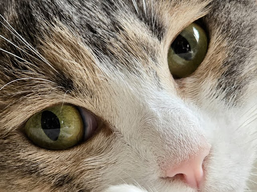 アップのキジトラ猫