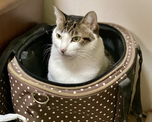 キャリーケースの中にいるキジトラ猫