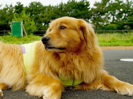 横を見ているゴールデンレトリーバー