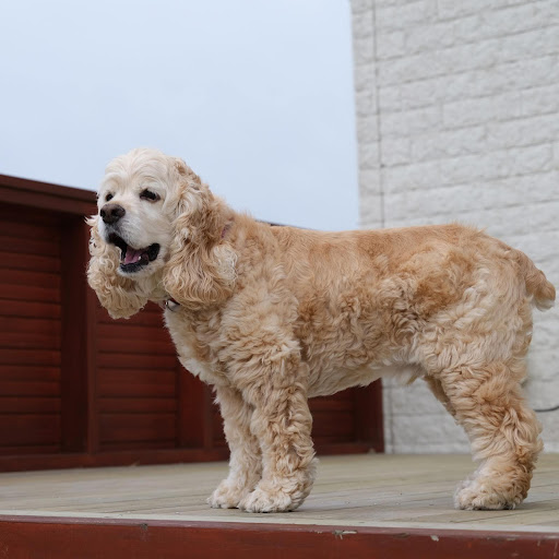 口を開けているアメリカンコッカースパニエル