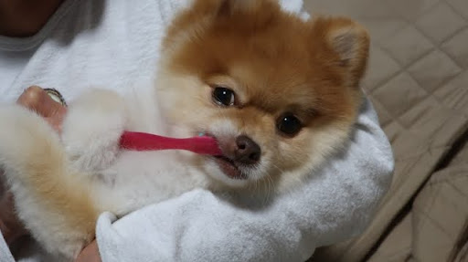 歯ブラシを抱えるポメラニアン