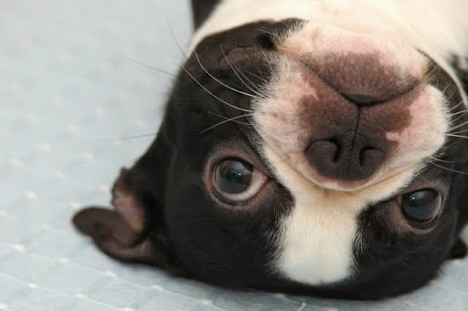 仰向けになっているパグ