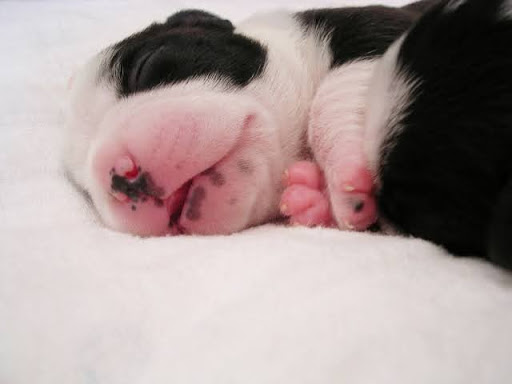 ぐっすり寝る子犬