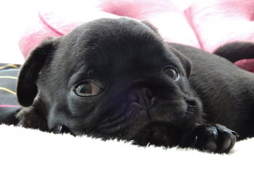 こちらを見ながら寝る黒い子犬