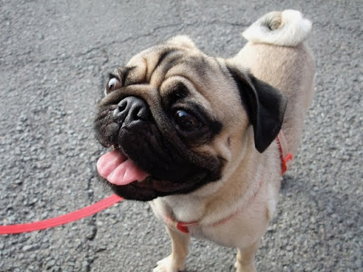 上を見上げるパグ