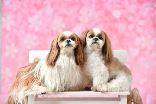 並んでいる二匹のシーズー