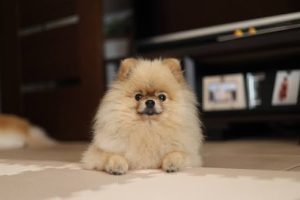 犬アトピー性皮膚炎と多汗症が劇的に改善したポメラニアンの一例