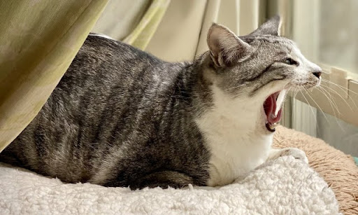 あくびをしている猫