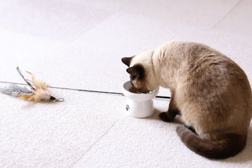 フードを食べるシャム猫