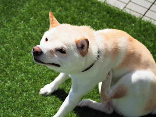 首をかいている雑種犬